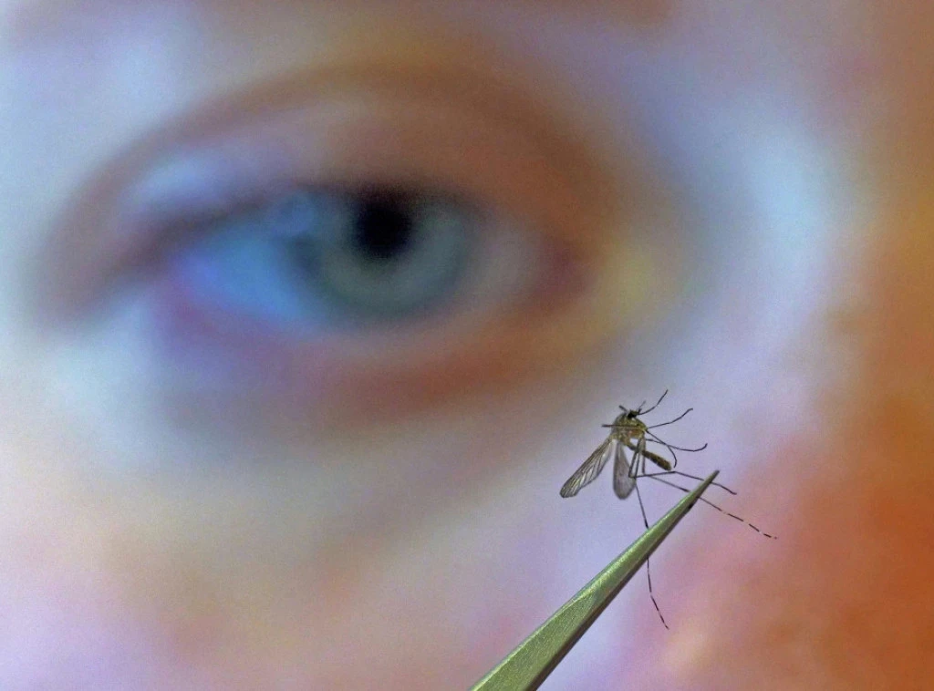 403536_west-nile-virus_f.webp